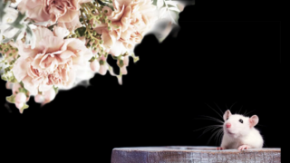 メンバーシップ「火星人シリーズ｜社会の窓」を始めました。